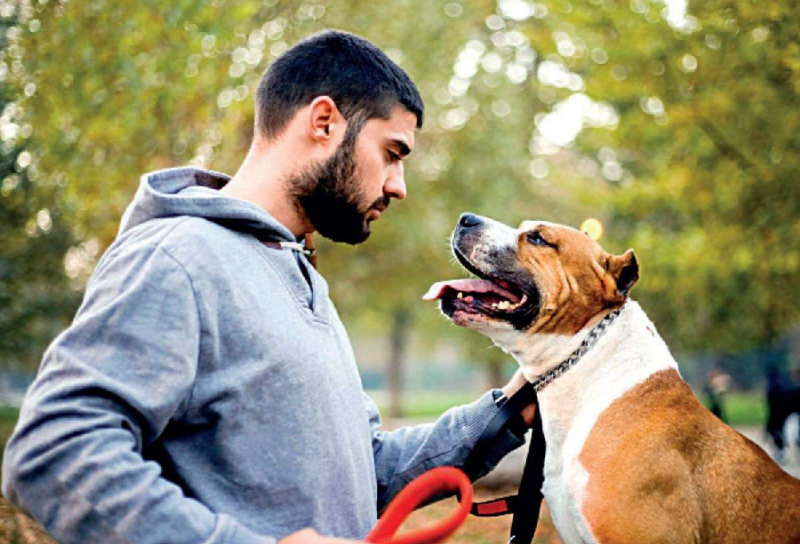 Here Are 3 Essential Qualities Of A Good Dog Trainer