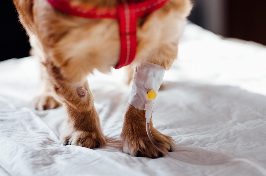 veterinary surgery